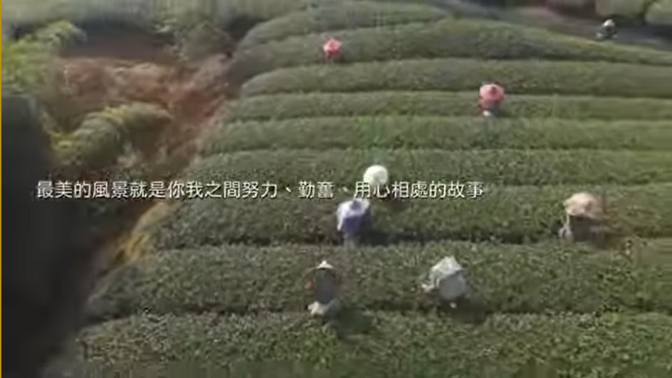 🌹竹山採茶 🌹