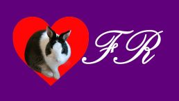 菲兔國際數位整合OMO聯盟